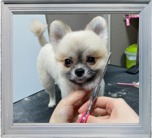 Good Dog トリミングメニュー