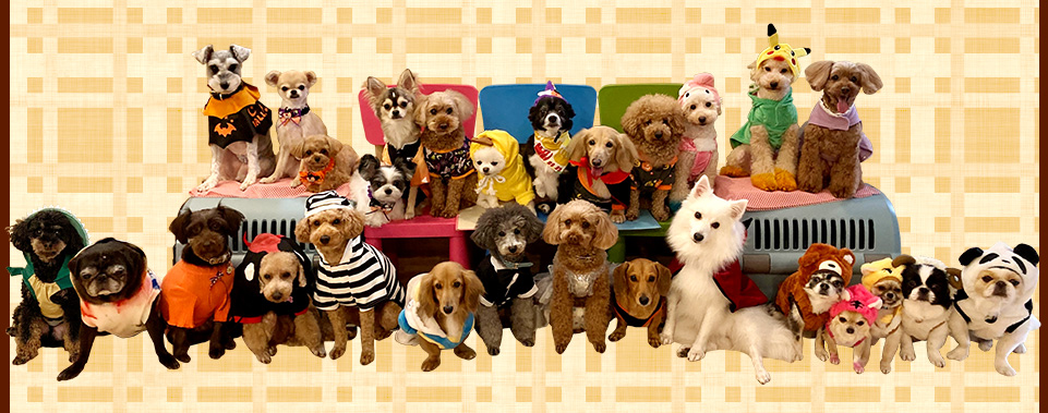 仙台市のトリミングサロン　Good Dog グッドドッグ